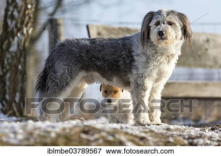 "Young Jack Russell Terrier bitch seeking protection behind a larger mixed-breed dog, Doberitzer Heide, Wustermark, Brandenburg, Germany, Europe" View Large Photo Image Stock Photo - "Young Jack Russell Terrier bitch seeking protection behind a larger mixed-breed dog, Doberitzer Heide, Wustermark, Brandenburg, Germany, Europe". Fotosearch