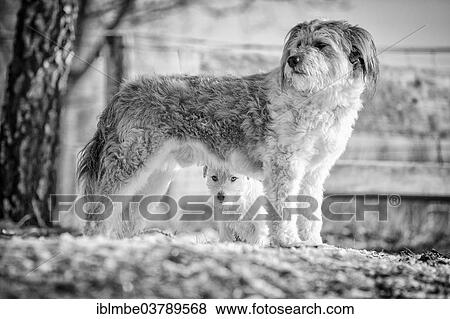 "Young Jack Russell Terrier bitch seeking protection behind a larger mixed-breed dog, Doberitzer Heide, Wustermark, Brandenburg, Germany, Europe" View Large Photo Image Stock Photo - "Young Jack Russell Terrier bitch seeking protection behind a larger mixed-breed dog, Doberitzer Heide, Wustermark, Brandenburg, Germany, Europe". Fotosearch
