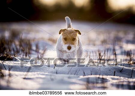 "Young Jack Russell Terrier bitch walking over a snow-covered field in the morning light, Doberitzer Heide, Wustermark, Brandenburg, Germany, Europe" View Large Photo Image Stock Photograph - "Young Jack Russell Terrier bitch walking over a snow-covered field in the morning light, Doberitzer Heide, Wustermark, Brandenburg, Germany, Europe". Fotosearch