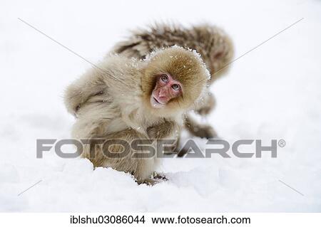 Picture - "Young Japanese Macaque or Snow Monkey (Macaca fuscata), looking around in the snow, Affenpark Jigokudani, Nagano Prafektur, Japan, Asia". Fotosearch