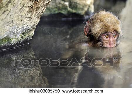 Stock Image - "Young Japanese Macaque or Snow Monkey (Macaca fuscata), taking a bath in a hot spring, with reflection, Affenpark Jigokudani, Nagano Prafektur, Japan, Asia". Fotosearch