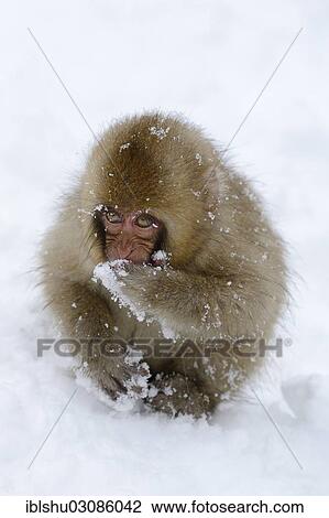 "Young Japanese Macaque or Snow Monkey (Macaca fuscata), eating snow, Affenpark Jigokudani, Nagano Prafektur, Japan, Asia" View Large Photo Image Stock Image - "Young Japanese Macaque or Snow Monkey (Macaca fuscata), eating snow, Affenpark Jigokudani, Nagano Prafektur, Japan, Asia". Fotosearch