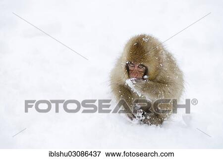 "Young Japanese Macaque or Snow Monkey (Macaca fuscata), eating snow, Affenpark Jigokudani, Nagano Prafektur, Japan, Asia" View Large Photo Image Stock Photo - "Young Japanese Macaque or Snow Monkey (Macaca fuscata), eating snow, Affenpark Jigokudani, Nagano Prafektur, Japan, Asia". Fotosearch
