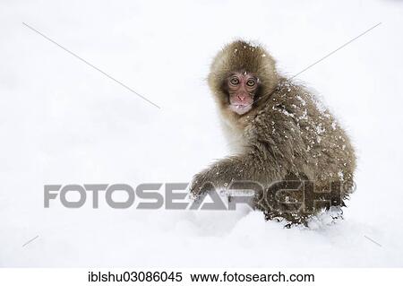"Young Japanese Macaque or Snow Monkey (Macaca fuscata), standing in the snow, Affenpark Jigokudani, Nagano Prafektur, Japan, Asia" View Large Photo Image Stock Photography - "Young Japanese Macaque or Snow Monkey (Macaca fuscata), standing in the snow, Affenpark Jigokudani, Nagano Prafektur, Japan, Asia". Fotosearch