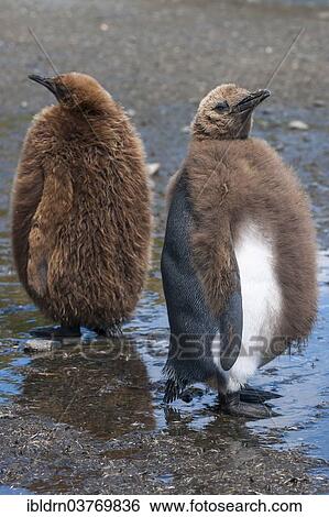 "Young King Penguins (Aptenodytes patagonicus) moulting, Salisbury Plain, South Georgia and the South Sandwich Islands, British overseas territory, Antarctica" View Large Photo Image Stock Photograph - "Young King Penguins (Aptenodytes patagonicus) moulting, Salisbury Plain, South Georgia and the South Sandwich Islands, British overseas territory, Antarctica". Fotosearch