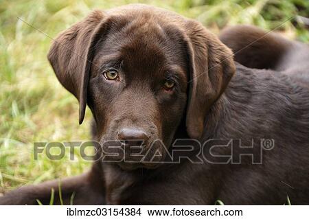 "Young Labrador Retriever, 4 months, Ringsheim, Baden-Wurttemberg, Germany, Europe" View Large Photo Image Picture - "Young Labrador Retriever, 4 months, Ringsheim, Baden-Wurttemberg, Germany, Europe". Fotosearch