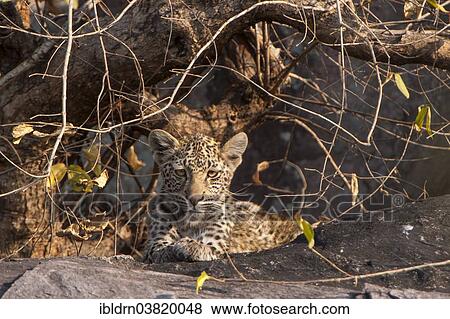"Young Leopard (Panthera pardus), Savute, Chobe National Park, Botswana, Africa" View Large Photo Image Stock Photo - "Young Leopard (Panthera pardus), Savute, Chobe National Park, Botswana, Africa". Fotosearch