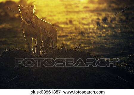 "Young Lion (Panthera leo) at sunrise, Massai Mara, Serengeti, Rift Valley province, Kenya, Africa" View Large Photo Image Stock Photo - "Young Lion (Panthera leo) at sunrise, Massai Mara, Serengeti, Rift Valley province, Kenya, Africa". Fotosearch
