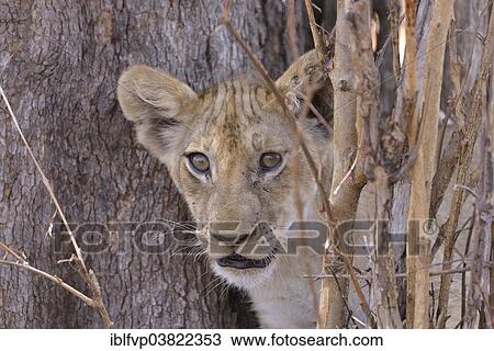 "Young lion (Panthera leo) in a bush, Nsefu sector, South Luangwa National Park, Zambia, Africa" View Large Photo Image Stock Image - "Young lion (Panthera leo) in a bush, Nsefu sector, South Luangwa National Park, Zambia, Africa". Fotosearch