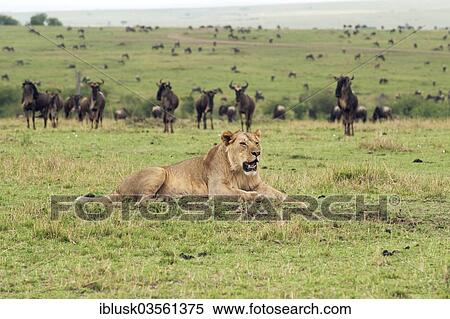 Stock Photography - "Young Lion (Panthera leo) in front of a herd of wildebeest, Massai Mara, Serengeti, Rift Valley province, Kenya, Africa". Fotosearch