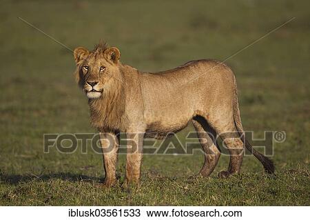 Stock Image - "Young Lion (Panthera leo) in the early morning light, Massai Mara, Serengeti, Rift Valley province, Kenya, Africa". Fotosearch