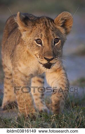 "Young lion (Panthera leo), lion cub, Namutoni, Etosha National Park, Namibia, Africa" View Large Photo Image Stock Photo - "Young lion (Panthera leo), lion cub, Namutoni, Etosha National Park, Namibia, Africa". Fotosearch