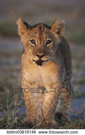 "Young lion (Panthera leo), lion cub, Namutoni, Etosha National Park, Namibia, Africa" View Large Photo Image Stock Photograph - "Young lion (Panthera leo), lion cub, Namutoni, Etosha National Park, Namibia, Africa". Fotosearch