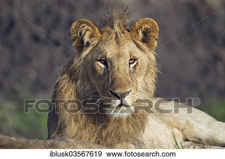 Stock Photo - "Young lion (Panthera leo), male, Massai Mara, Serengeti, Rift Valley province, Kenya, Africa". Fotosearch
