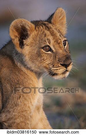 "Young lion (Panthera leo), Namutoni, Etosha National Park, Namibia, Africa" View Large Photo Image Stock Image - "Young lion (Panthera leo), Namutoni, Etosha National Park, Namibia, Africa". Fotosearch
