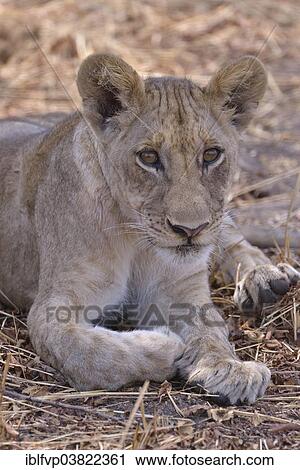 Stock Image - "Young lion (Panthera leo), Nsefu sector, South Luangwa National Park, Zambia, Africa". Fotosearch
