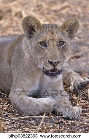 "Young lion (Panthera leo), Nsefu sector, South Luangwa National Park, Zambia, Africa" View Large Photo Image Stock Image - "Young lion (Panthera leo), Nsefu sector, South Luangwa National Park, Zambia, Africa". Fotosearch