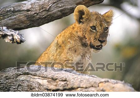 "Young lion (Panthera leo) on a branch, Kgalagadi Transfrontier Park, Northern Cape, South Africa, Africa" View Large Photo Image Stock Photo - "Young lion (Panthera leo) on a branch, Kgalagadi Transfrontier Park, Northern Cape, South Africa, Africa". Fotosearch