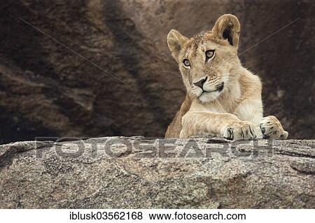 "Young Lion (Panthera leo) on a rock, Serengeti, Tanzania, Africa" View Large Photo Image Stock Photo - "Young Lion (Panthera leo) on a rock, Serengeti, Tanzania, Africa". Fotosearch