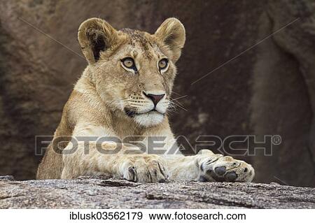 "Young Lion (Panthera leo) on a rock, Serengeti, Tanzania, Africa" View Large Photo Image Stock Photo - "Young Lion (Panthera leo) on a rock, Serengeti, Tanzania, Africa". Fotosearch