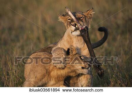 "Young Lions (Panthera leo) romping about, Massai Mara, Serengeti, Rift Valley province, Kenya, Africa" View Large Photo Image Picture - "Young Lions (Panthera leo) romping about, Massai Mara, Serengeti, Rift Valley province, Kenya, Africa". Fotosearch