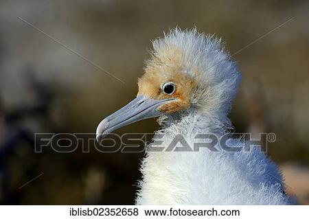Stock Photo - "Young Magnificent Frigatebird (Fregata magnificens), Genovesa Island, Galapagos Islands, UNESCO World Natural Heritage Site, Ecuador, South America". Fotosearch