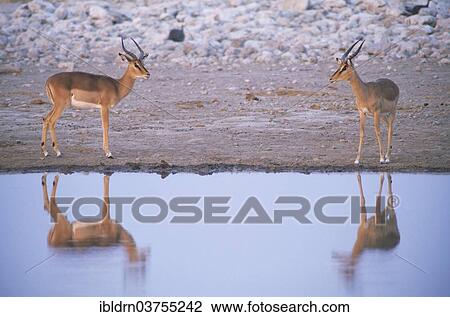 "Young male Blacked-faced Impalas or Black-faced Impalas (Aepyceros melampus petersi) standing at a waterhole, Kunene Region, Namibia, Africa" View Large Photo Image Stock Image - "Young male Blacked-faced Impalas or Black-faced Impalas (Aepyceros melampus petersi) standing at a waterhole, Kunene Region, Namibia, Africa". Fotosearch