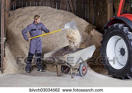 Stock Image - "Young man shovelling sawdust into a wheelbarrow, Reith im Alpbachtal, Kufstein District, North Tirol, Tirol, Austria, Europe". Fotosearch