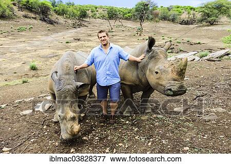 "Young man standing between two White Rhinoceroses or Square-lipped Rhinoceroses (Ceratotherium simum), Khomas Highland, Namibia, Africa" View Large Photo Image Stock Photo - "Young man standing between two White Rhinoceroses or Square-lipped Rhinoceroses (Ceratotherium simum), Khomas Highland, Namibia, Africa". Fotosearch