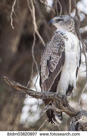 Stock Photo - "Young Martial Eagle (Polemaetus bellicosus), Chobe Riverfront, Chobe National Park, Botswana, Africa". Fotosearch