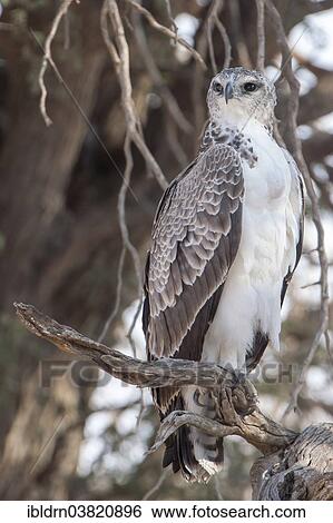 "Young Martial Eagle (Polemaetus bellicosus), Chobe Riverfront, Chobe National Park, Botswana, Africa" View Large Photo Image Stock Photograph - "Young Martial Eagle (Polemaetus bellicosus), Chobe Riverfront, Chobe National Park, Botswana, Africa". Fotosearch