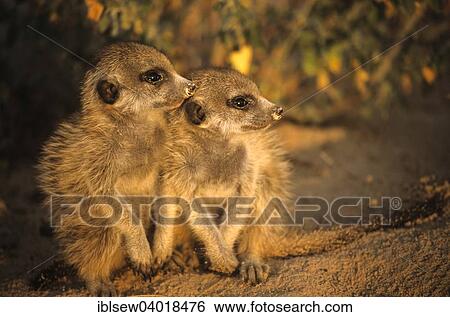 Stock Photograph - "Young Meerkats (Suricata suricatta) huddled together by burrow in evening light, Kalahari Desert, Northern Cape, South Africa, Africa". Fotosearch