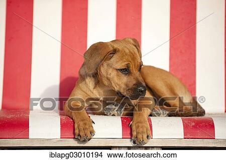 "Young mixed-breed dog lying in a beach chair, Sankt Peter Ording, Sankt Peter Ording, Schleswig-Holstein, Germany, Europe" View Large Photo Image Picture - "Young mixed-breed dog lying in a beach chair, Sankt Peter Ording, Sankt Peter Ording, Schleswig-Holstein, Germany, Europe". Fotosearch
