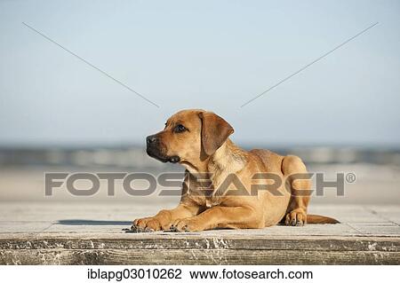 "Young mixed-breed dog lying on a jetty, Sankt Peter Ording, Sankt Peter Ording, Schleswig-Holstein, Germany, Europe" View Large Photo Image Stock Image - "Young mixed-breed dog lying on a jetty, Sankt Peter Ording, Sankt Peter Ording, Schleswig-Holstein, Germany, Europe". Fotosearch