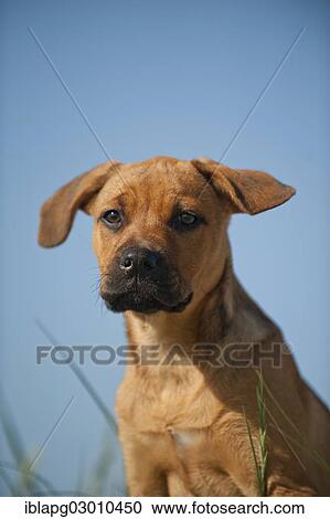 Stock Image - "Young mixed-breed dog, portrait, Sankt Peter Ording, Sankt Peter Ording, Schleswig-Holstein, Germany, Europe". Fotosearch