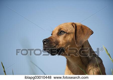 "Young mixed-breed dog, portrait, Sankt Peter Ording, Sankt Peter Ording, Schleswig-Holstein, Germany, Europe" View Large Photo Image Stock Photo - "Young mixed-breed dog, portrait, Sankt Peter Ording, Sankt Peter Ording, Schleswig-Holstein, Germany, Europe". Fotosearch