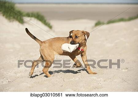 "Young mixed-breed dog retrieving a feed bag, Sankt Peter Ording, Sankt Peter Ording, Schleswig-Holstein, Germany, Europe" View Large Photo Image Stock Image - "Young mixed-breed dog retrieving a feed bag, Sankt Peter Ording, Sankt Peter Ording, Schleswig-Holstein, Germany, Europe". Fotosearch