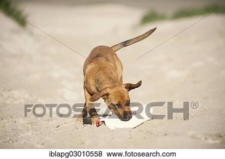 "Young mixed-breed dog retrieving a feed bag, Sankt Peter Ording, Sankt Peter Ording, Schleswig-Holstein, Germany, Europe" View Large Photo Image Stock Photo - "Young mixed-breed dog retrieving a feed bag, Sankt Peter Ording, Sankt Peter Ording, Schleswig-Holstein, Germany, Europe". Fotosearch