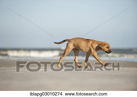 "Young mixed-breed dog running on the beach, Sankt Peter Ording, Sankt Peter Ording, Schleswig-Holstein, Germany, Europe" View Large Photo Image Picture - "Young mixed-breed dog running on the beach, Sankt Peter Ording, Sankt Peter Ording, Schleswig-Holstein, Germany, Europe". Fotosearch