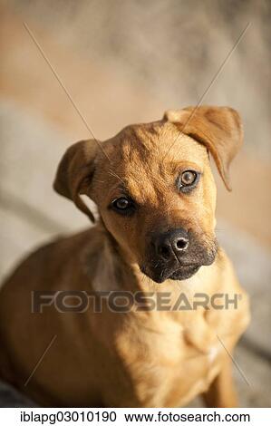 "Young mixed-breed dog, Sankt Peter Ording, Sankt Peter Ording, Schleswig-Holstein, Germany, Europe" View Large Photo Image Stock Image - "Young mixed-breed dog, Sankt Peter Ording, Sankt Peter Ording, Schleswig-Holstein, Germany, Europe". Fotosearch