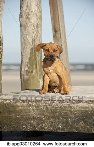 "Young mixed-breed dog sitting on a dock, Sankt Peter Ording, Sankt Peter Ording, Schleswig-Holstein, Germany, Europe" View Large Photo Image Picture - "Young mixed-breed dog sitting on a dock, Sankt Peter Ording, Sankt Peter Ording, Schleswig-Holstein, Germany, Europe". Fotosearch