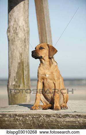 "Young mixed-breed dog sitting on a dock, Sankt Peter Ording, Sankt Peter Ording, Schleswig-Holstein, Germany, Europe" View Large Photo Image Stock Photo - "Young mixed-breed dog sitting on a dock, Sankt Peter Ording, Sankt Peter Ording, Schleswig-Holstein, Germany, Europe". Fotosearch