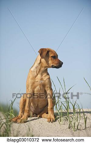 "Young mixed-breed dog sitting on the beach, Sankt Peter Ording, Sankt Peter Ording, Schleswig-Holstein, Germany, Europe" View Large Photo Image Stock Image - "Young mixed-breed dog sitting on the beach, Sankt Peter Ording, Sankt Peter Ording, Schleswig-Holstein, Germany, Europe". Fotosearch