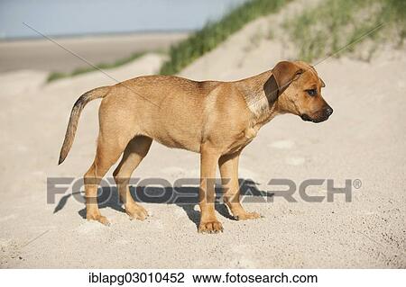 "Young mixed-breed dog standing on the beach, Sankt Peter Ording, Sankt Peter Ording, Schleswig-Holstein, Germany, Europe" View Large Photo Image Stock Image - "Young mixed-breed dog standing on the beach, Sankt Peter Ording, Sankt Peter Ording, Schleswig-Holstein, Germany, Europe". Fotosearch