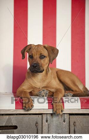 "Young mongrel dog lying in a beach chair, St. Peter-Ording, Eiderstedt, North Frisia, Schleswig-Holstein, Germany, Europe" View Large Photo Image Stock Photograph - "Young mongrel dog lying in a beach chair, St. Peter-Ording, Eiderstedt, North Frisia, Schleswig-Holstein, Germany, Europe". Fotosearch