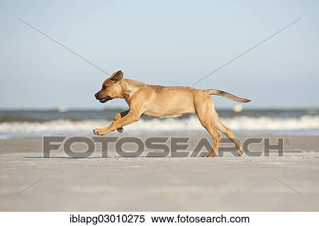 Stock Photography - "Young mongrel dog running along beach, St. Peter-Ording, Eiderstedt, North Frisia, Schleswig-Holstein, Germany, Europe". Fotosearch