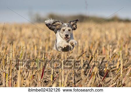 "Young mongrel running across a harvested corn field, with flying ears and full body tension, Brandenburg, Germany, Europe" View Large Photo Image Stock Photograph - "Young mongrel running across a harvested corn field, with flying ears and full body tension, Brandenburg, Germany, Europe". Fotosearch