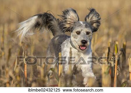 "Young mongrel running across a harvested corn field, Brandenburg, Germany, Europe" View Large Photo Image Stock Photography - "Young mongrel running across a harvested corn field, Brandenburg, Germany, Europe". Fotosearch
