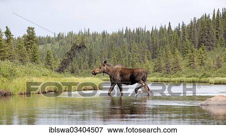 Stock Photo - "Young Moose (Alces alces), walking in shallow water, Caribou Creek, Yukon Territory, Canada, North America". Fotosearch