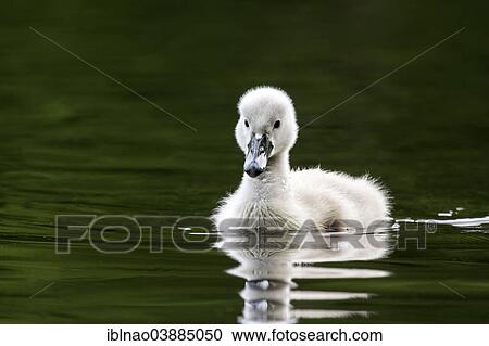 "Young Mute Swan (Cygnus olor), cygnet, Schleswig-Holstein, Germany, Europe" View Large Photo Image Stock Image - "Young Mute Swan (Cygnus olor), cygnet, Schleswig-Holstein, Germany, Europe". Fotosearch
